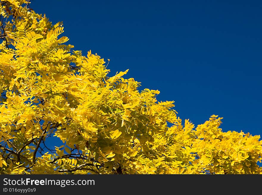 Bright autumn yellow leafs and blue sky. Bright autumn yellow leafs and blue sky