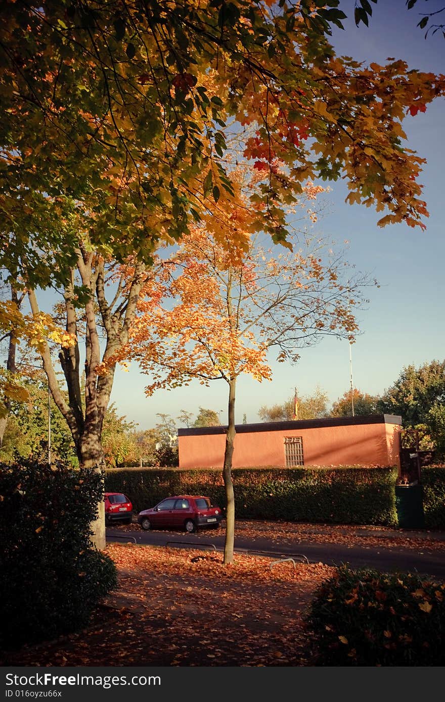 A beautiful autumn morning. The yellow leaves looks so beautiful with the blue sky.