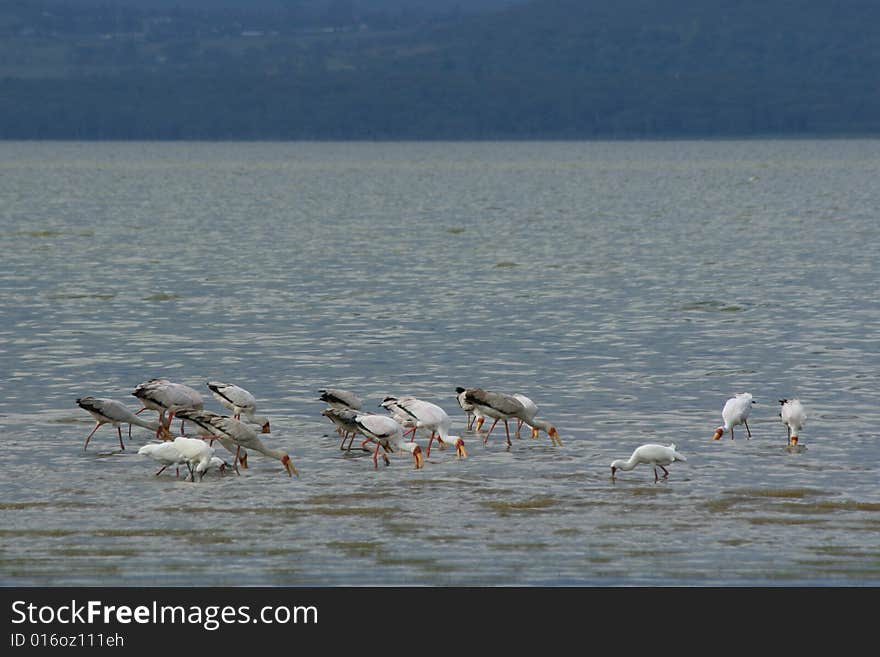 African Bird Life