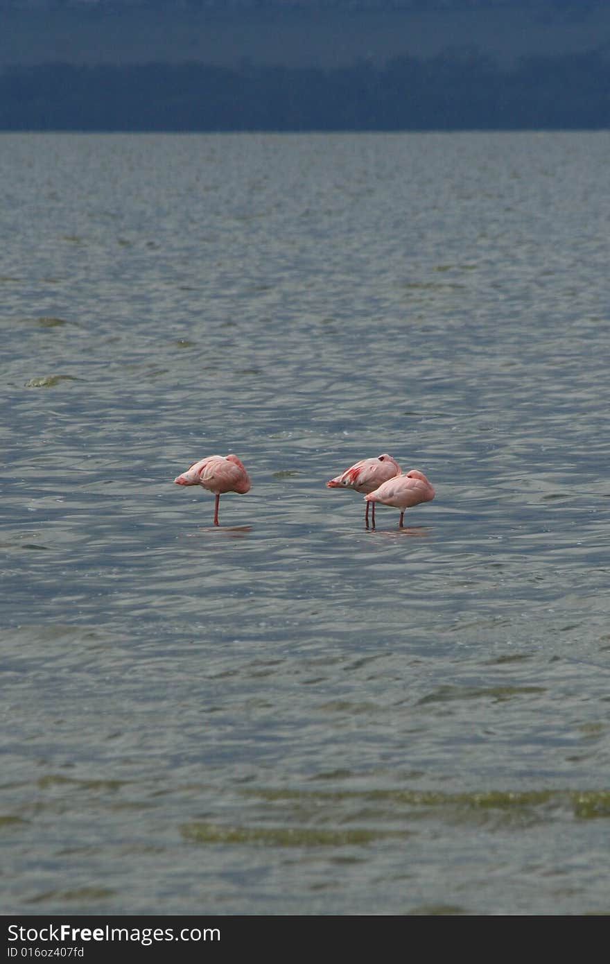 African Bird Life