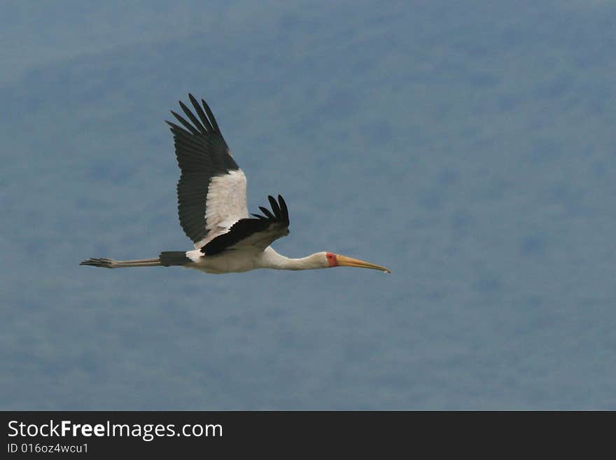 Photos of an african bird in flight. Photos of an african bird in flight