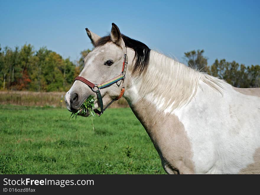 Young pinto munching on fresh alfalfa. Young pinto munching on fresh alfalfa.