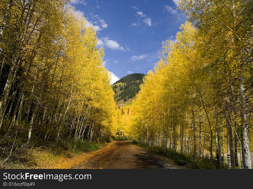 Mountain Road in the Fall lined with Aspen Trees. Mountain Road in the Fall lined with Aspen Trees