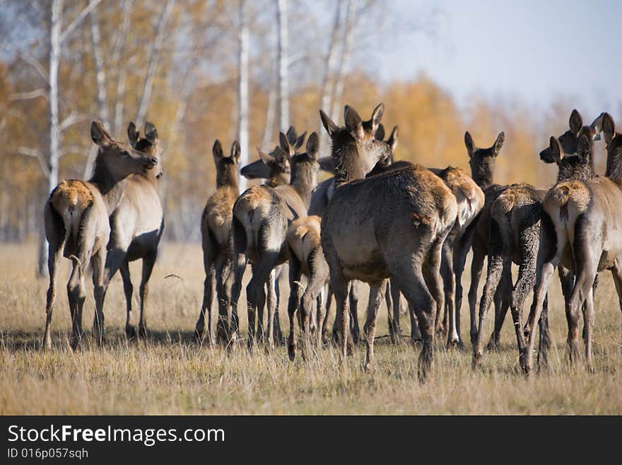 Female deers at autumn, showing backs