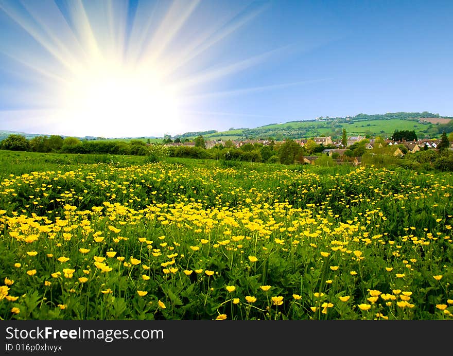 Bright field of yellow flowers and rising sun. Bright field of yellow flowers and rising sun