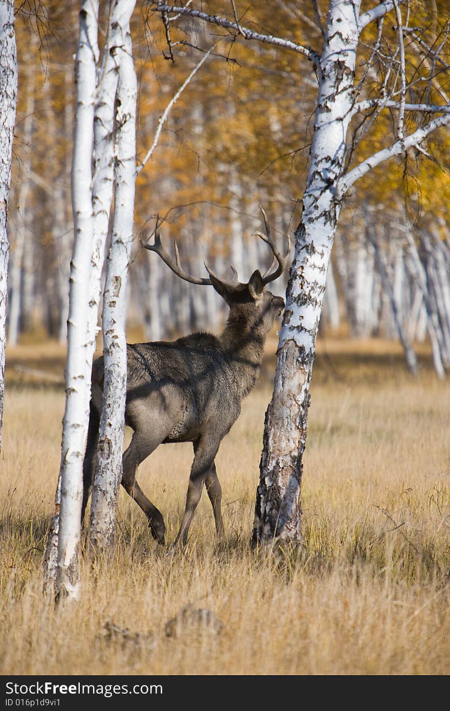 Deer trying to hide