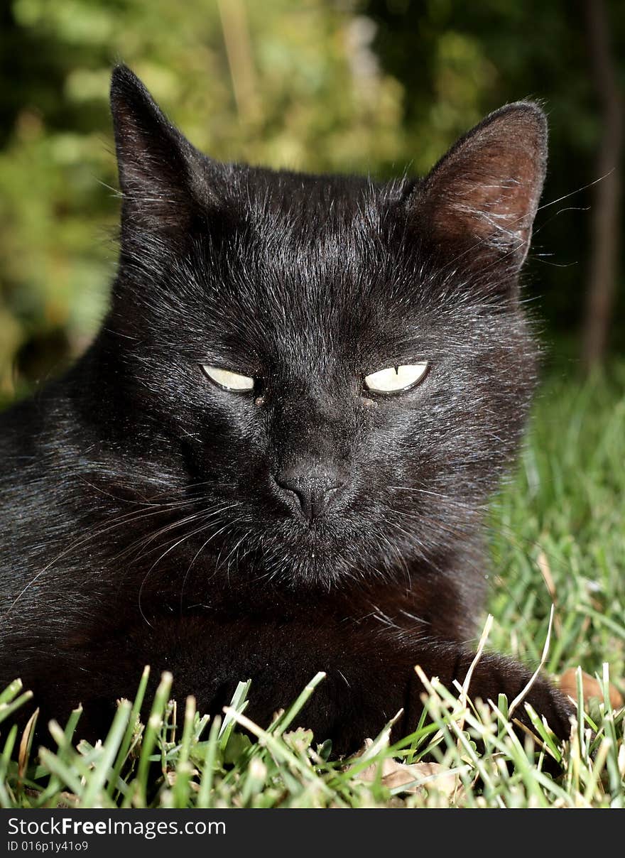 Portrait of a Vicious black cat in the grass. Portrait of a Vicious black cat in the grass