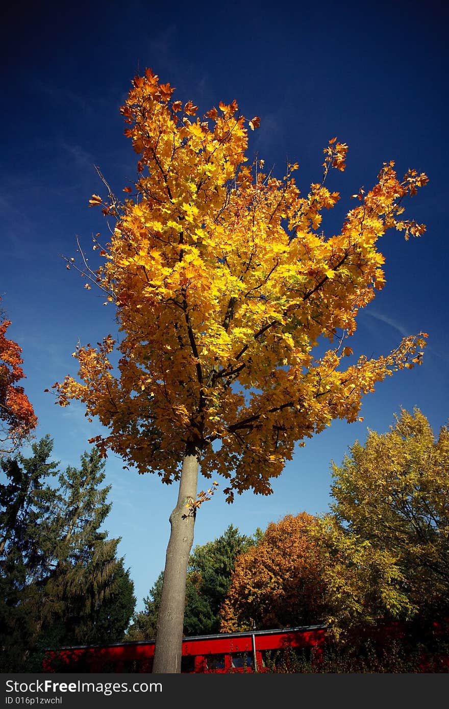 A beautiful autumn morning. The yellow leaves looks so beautiful with the blue sky.