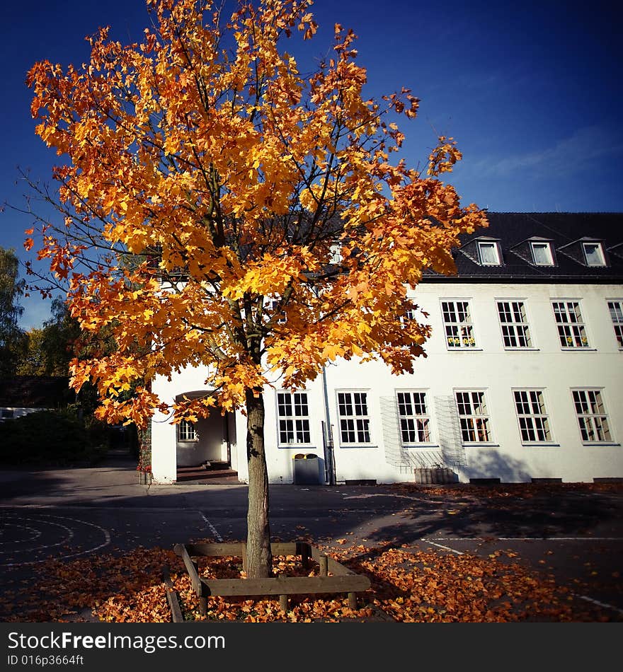 A beautiful autumn morning. The yellow leaves looks so beautiful with the blue sky.