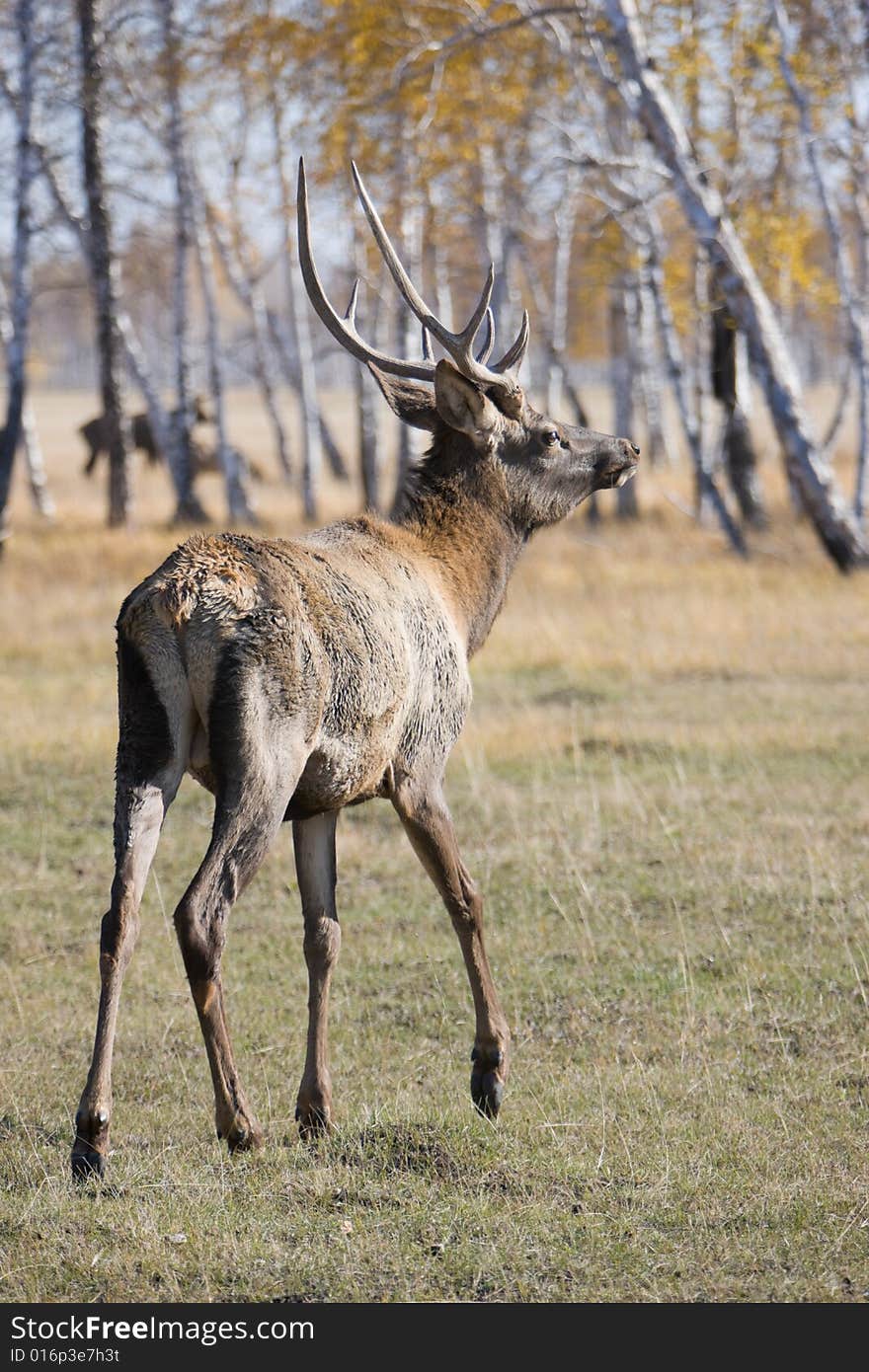 Deer Walking