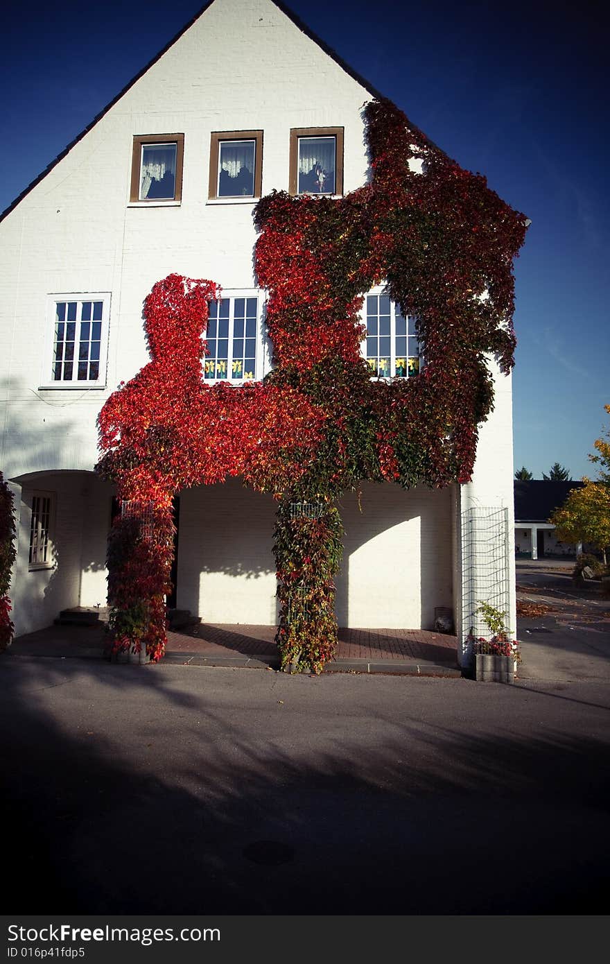 A beautiful autumn morning. The leaves looks so beautiful with the blue sky.