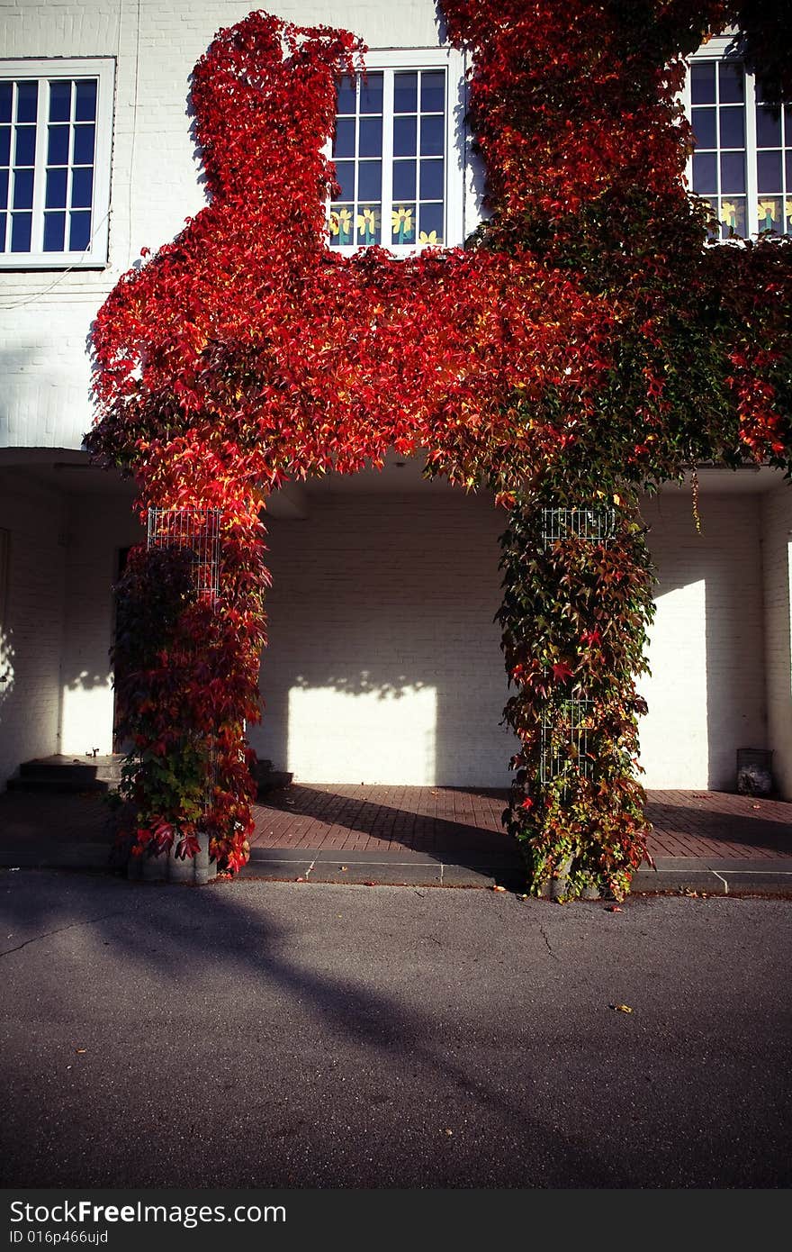 A beautiful autumn morning. The leaves looks so beautiful with the blue sky.