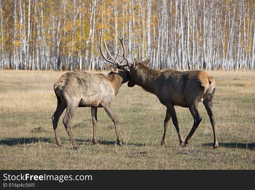 Deers fighting