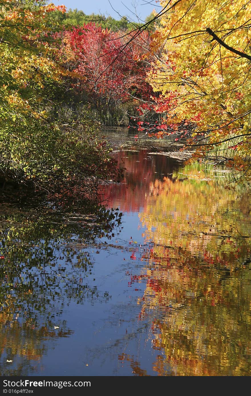 Colorful Foliage in the Fall