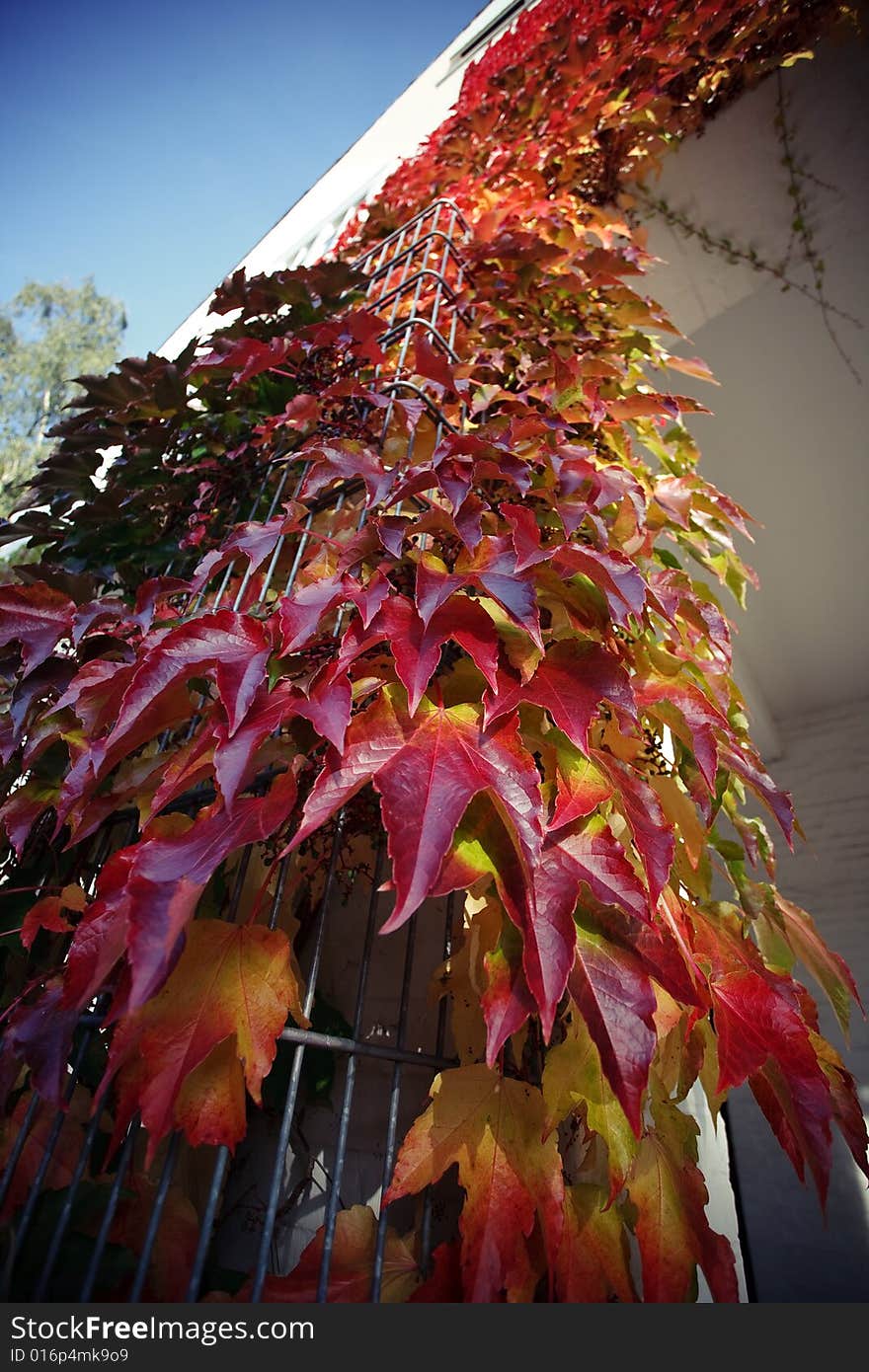 A beautiful autumn morning. The leaves looks so beautiful with the blue sky.