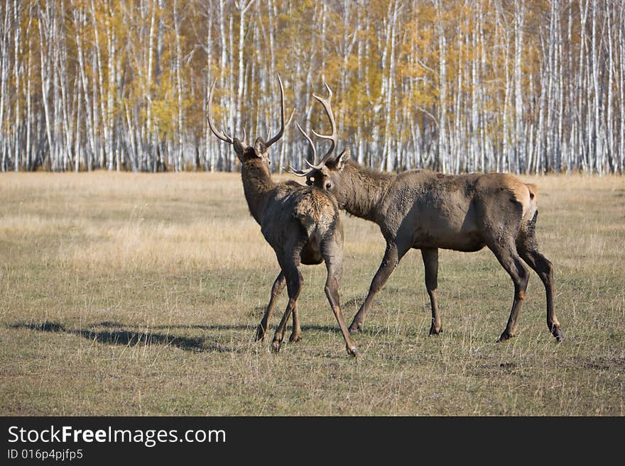 Deers fighting