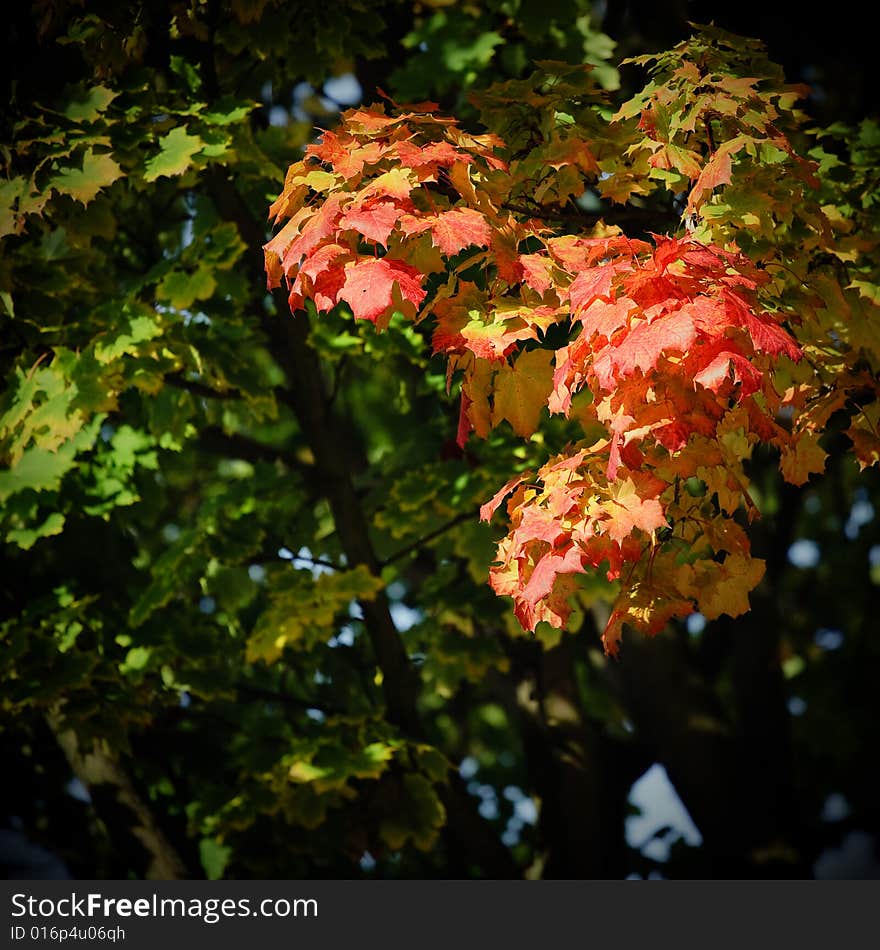 A beautiful autumn morning. The yellow leaves looks so beautiful with the blue sky.