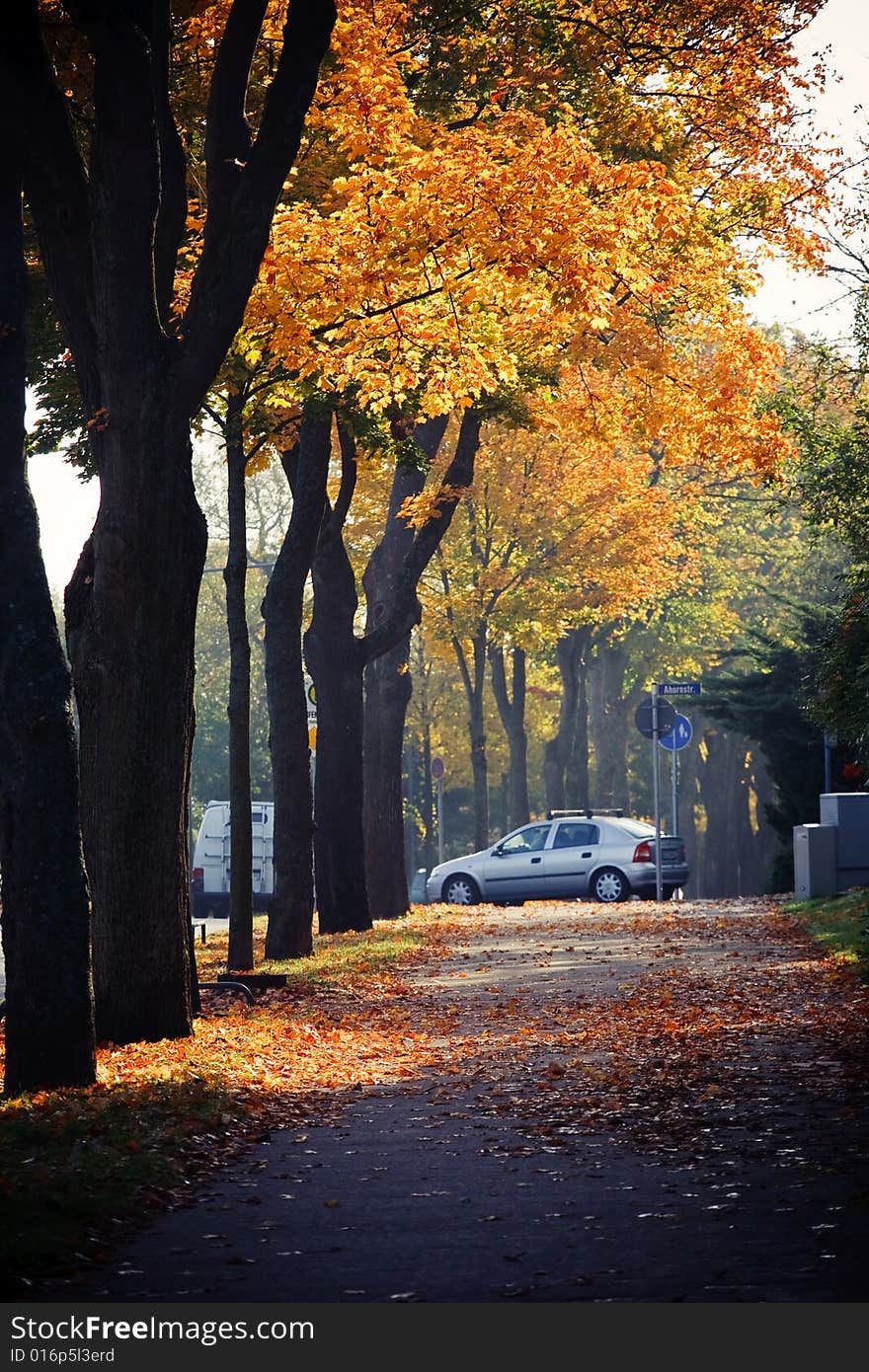 A beautiful autumn morning. The yellow leaves looks so beautiful with the blue sky.