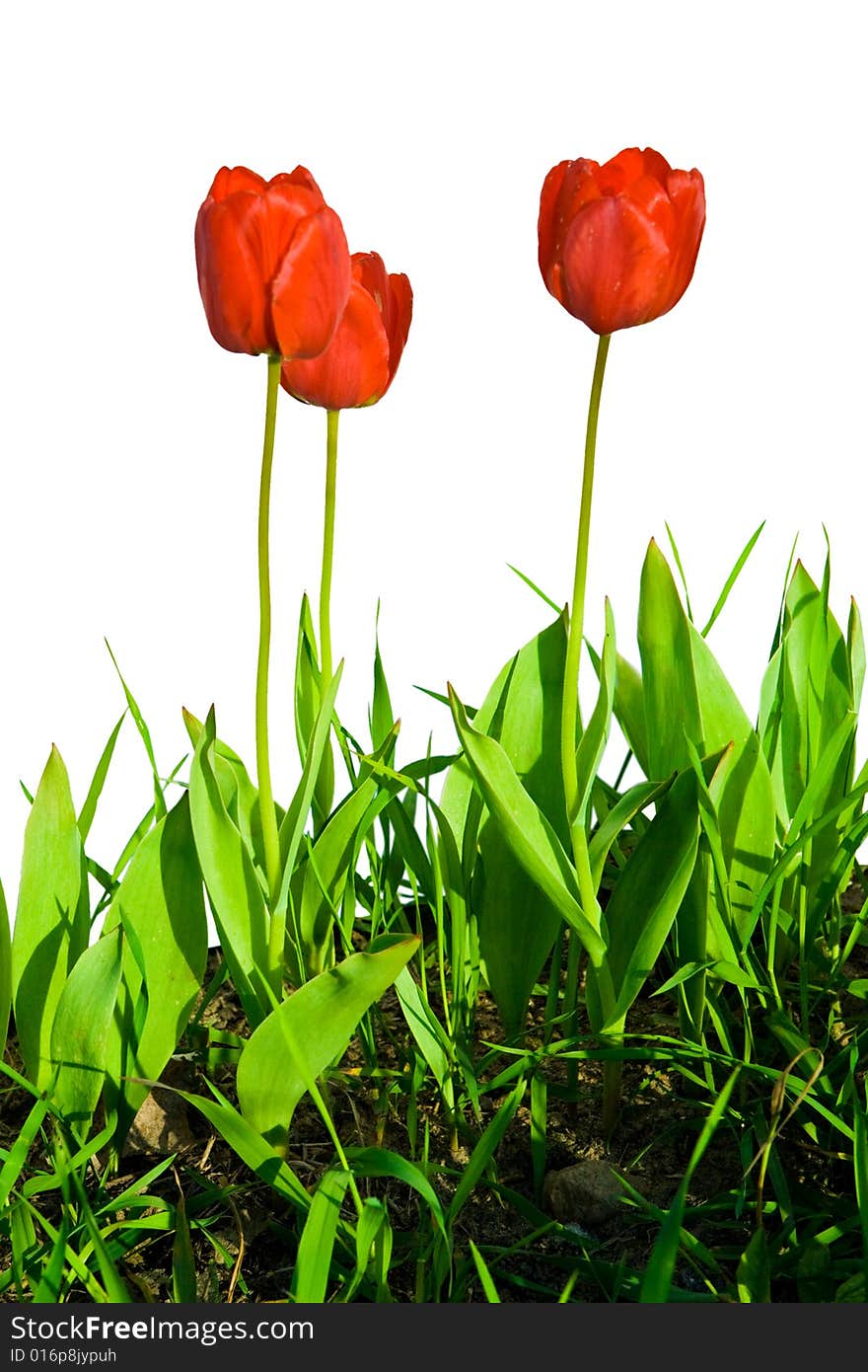 Isolated tulips on a whiye background