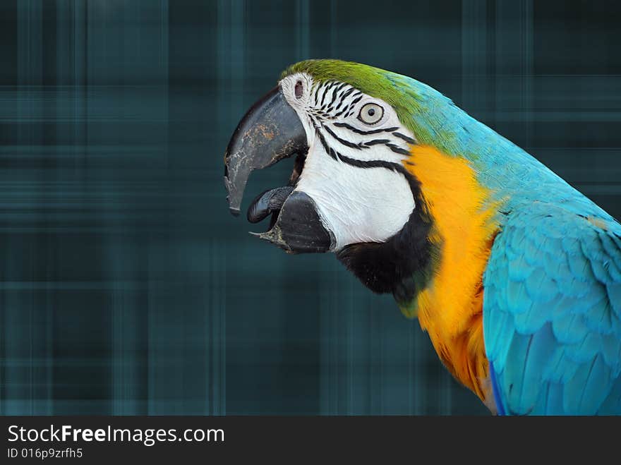 Parrot On Plaid