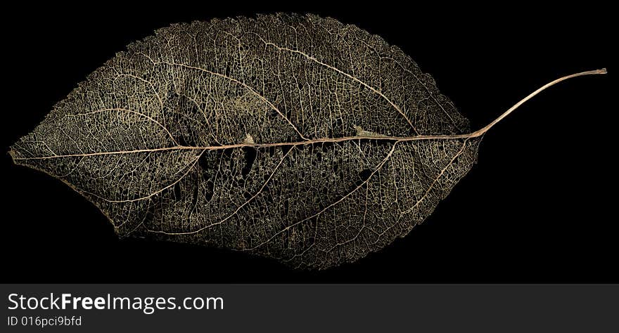 Image of skeleton leaf on a black background. Image of skeleton leaf on a black background