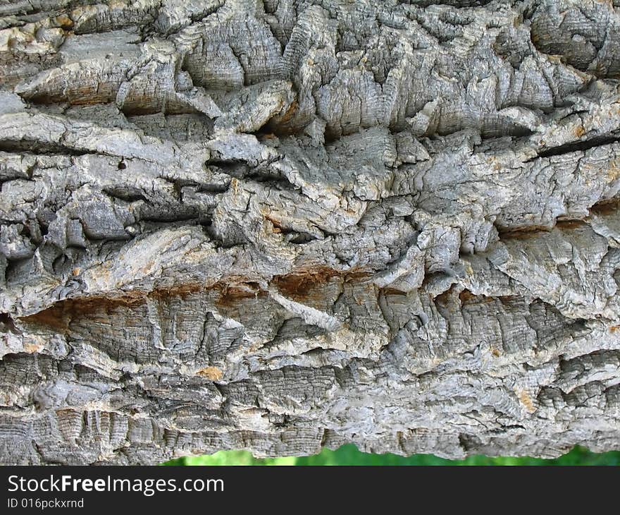 Bark texture