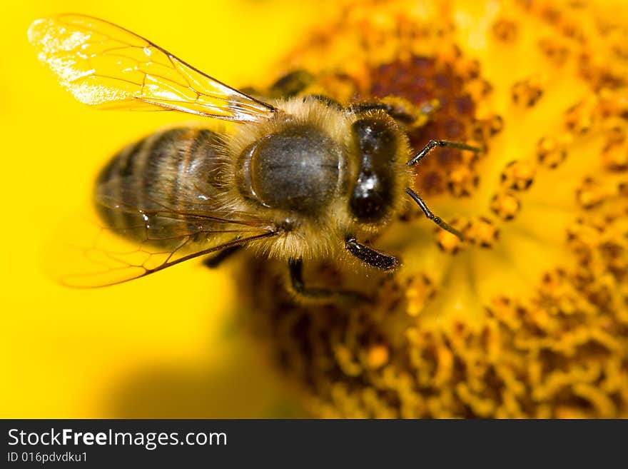 Close-up bee on yellow flower collects nectar