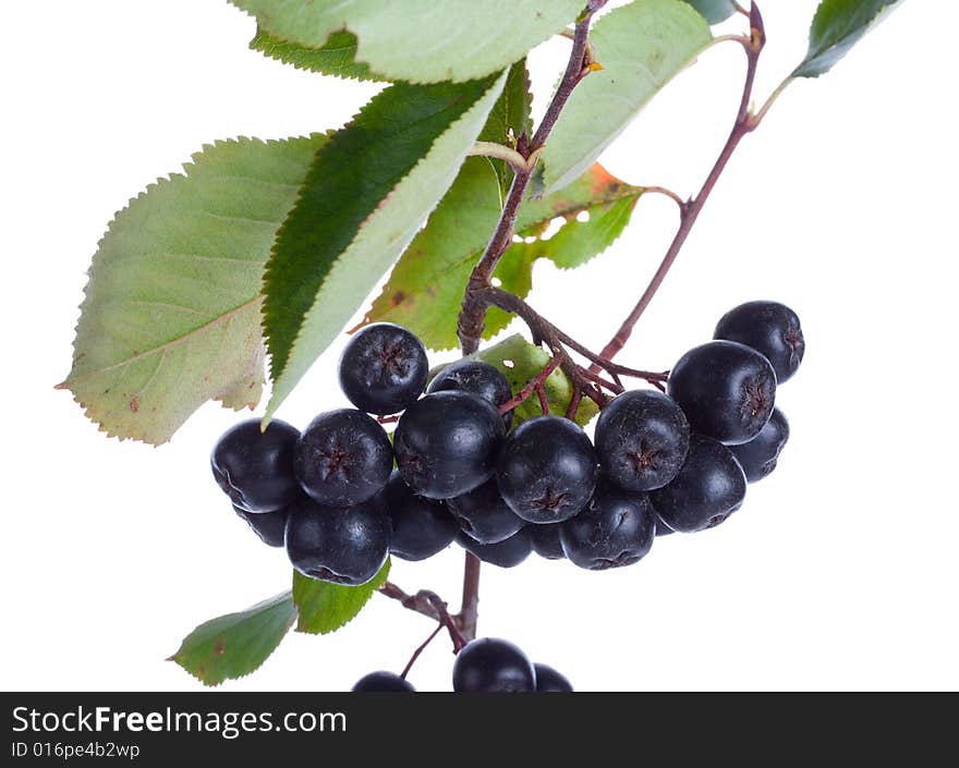 Black ashberries isolated