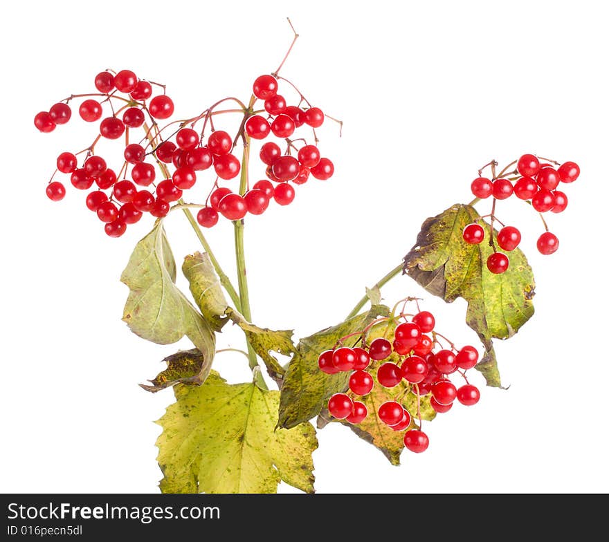 Branch Of Snowball Tree Isolated