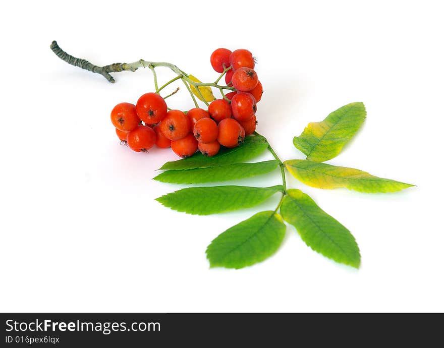 Closeup of bunch of ripe orange ashberry over white. Closeup of bunch of ripe orange ashberry over white