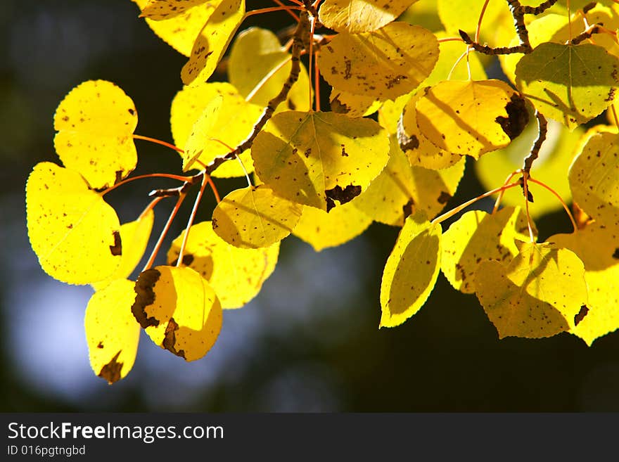 Pure fall color