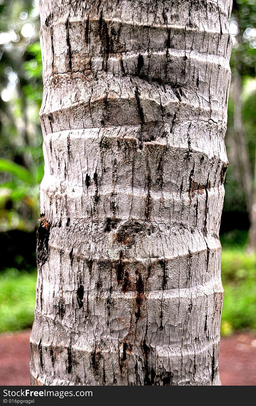 Close up of coconut tree in kerala, India