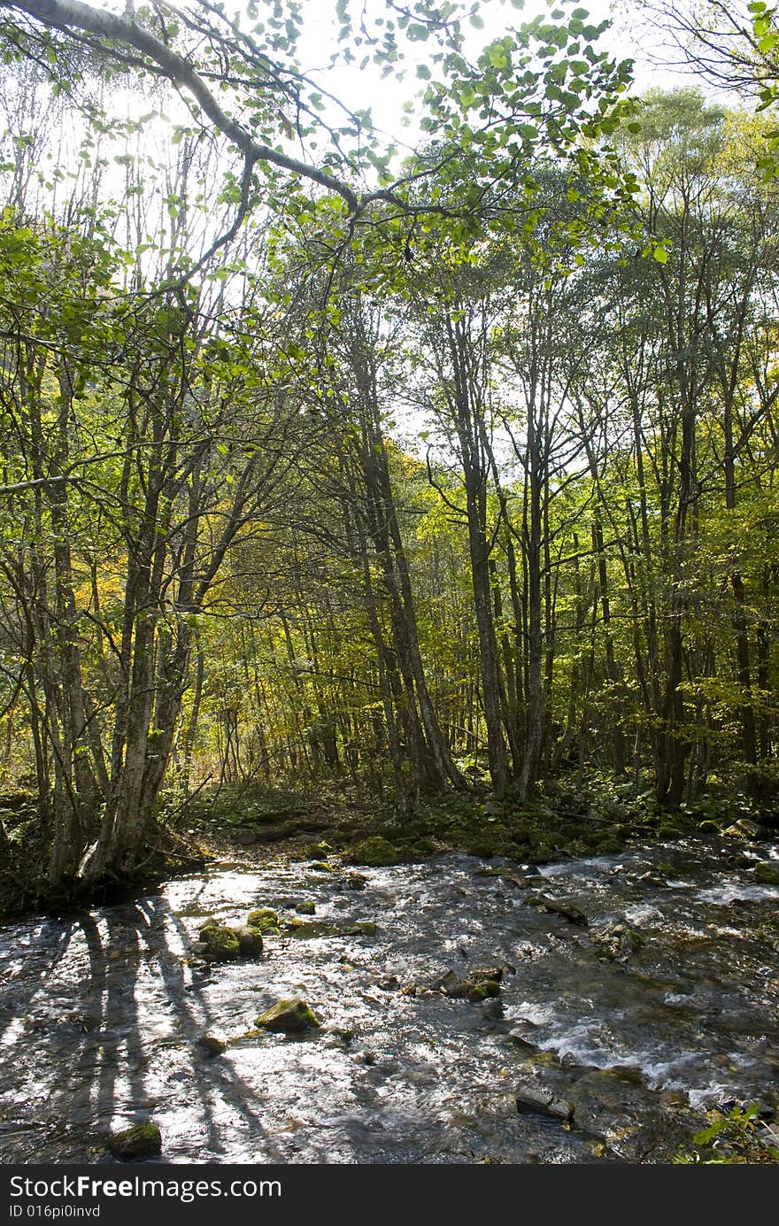 River through forest