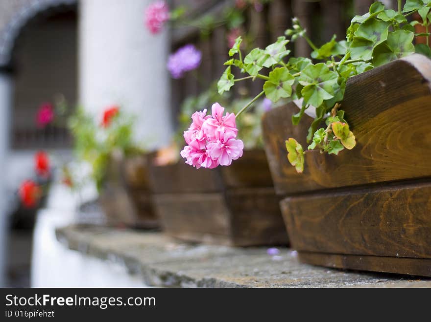 Close-up on flowerpot with flowers. Shallow depth of field