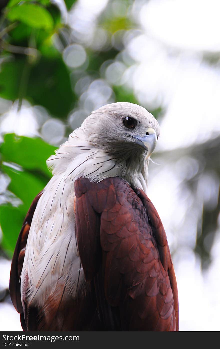 A colourful eagle on a branch of tree. A colourful eagle on a branch of tree