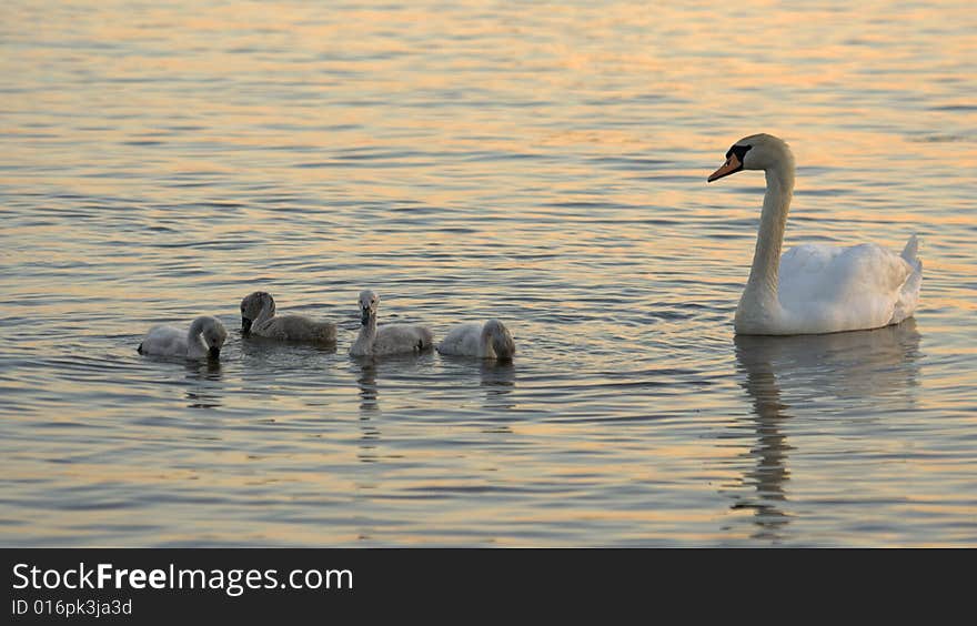 Swans family at the evening sun.