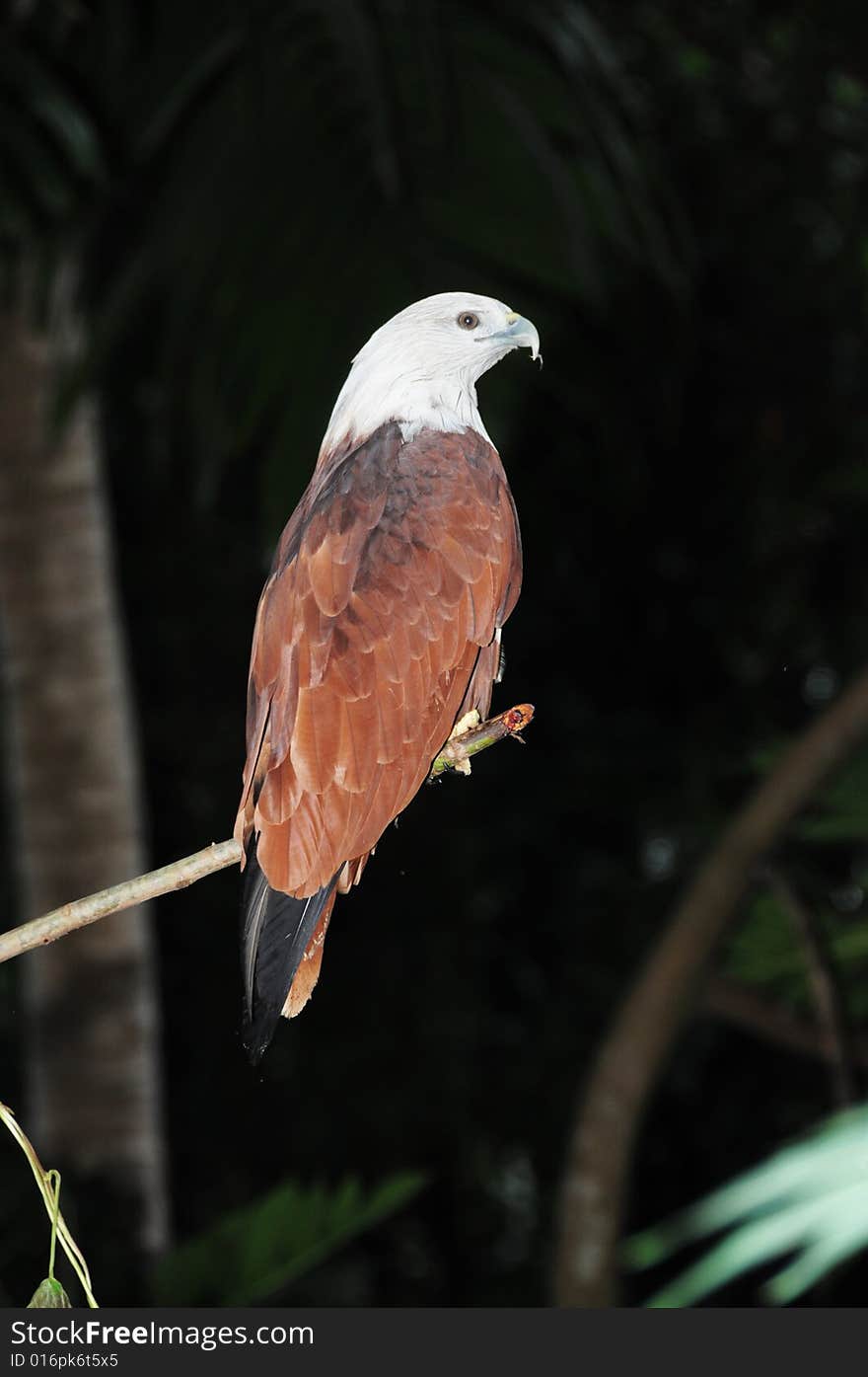 A colourful eagle on a branch of tree. A colourful eagle on a branch of tree