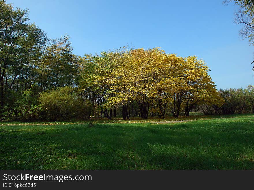 Autumn yellow tree in park. Autumn yellow tree in park