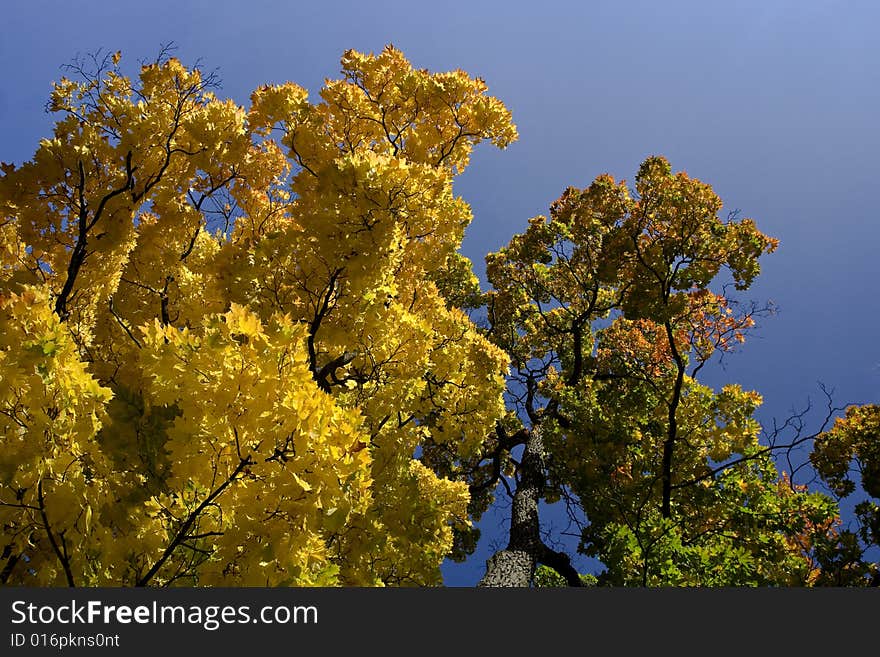 Yellow leafs in fall season.