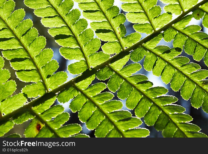 Close up a branch with green foliage