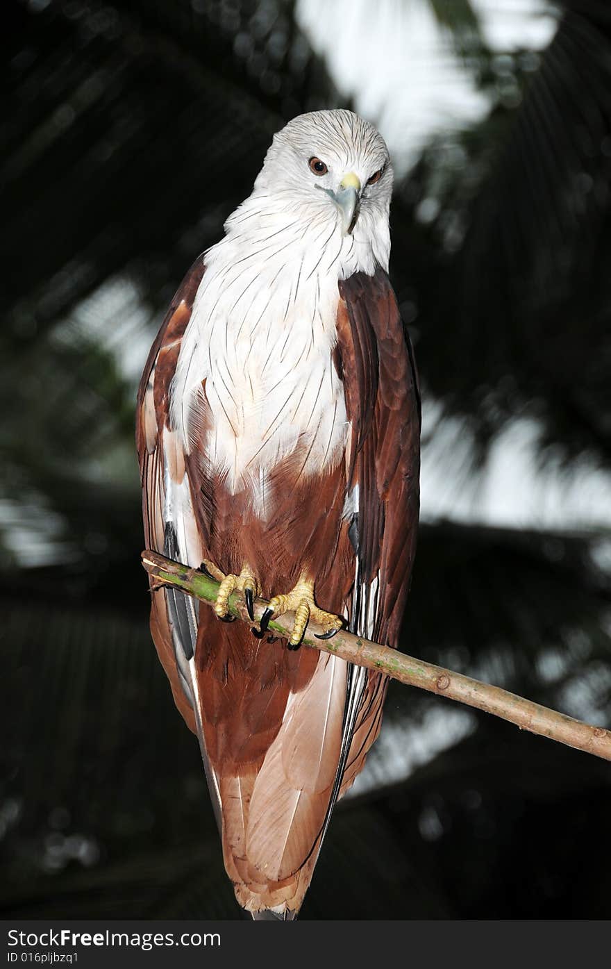 A colourful eagle on a branch of tree. A colourful eagle on a branch of tree