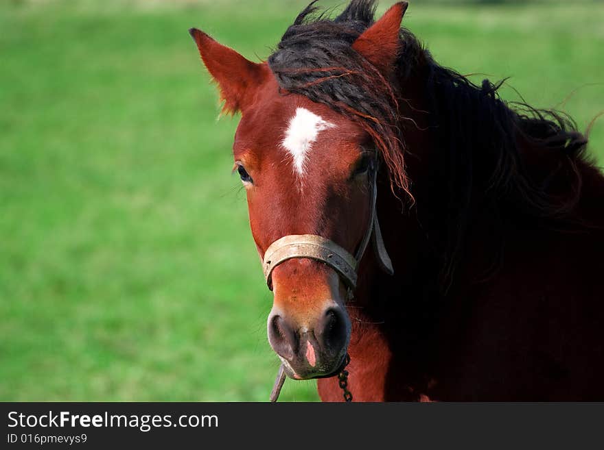 Polish countryside. The horse in the meadow. Polish countryside. The horse in the meadow.