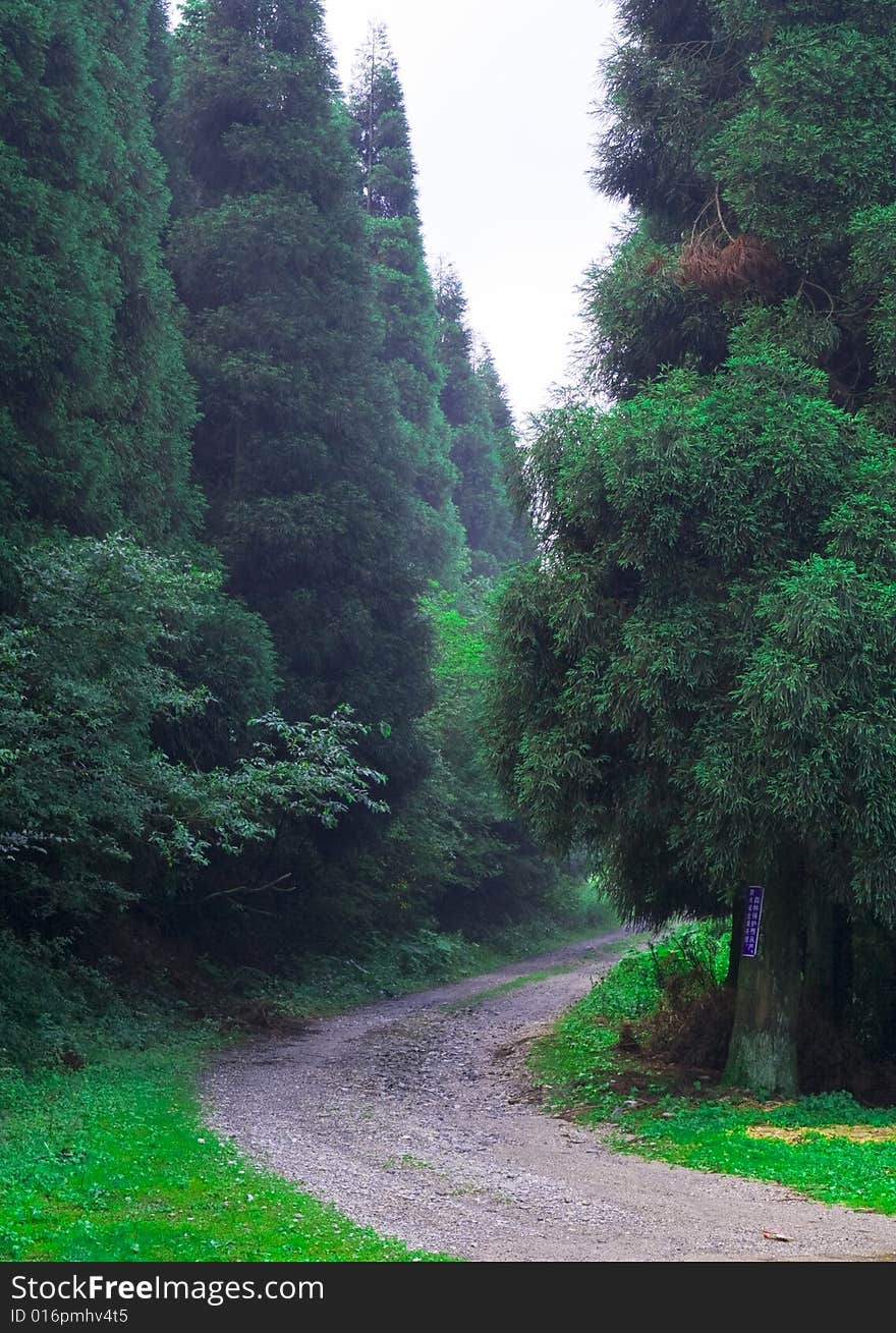 Forest and road