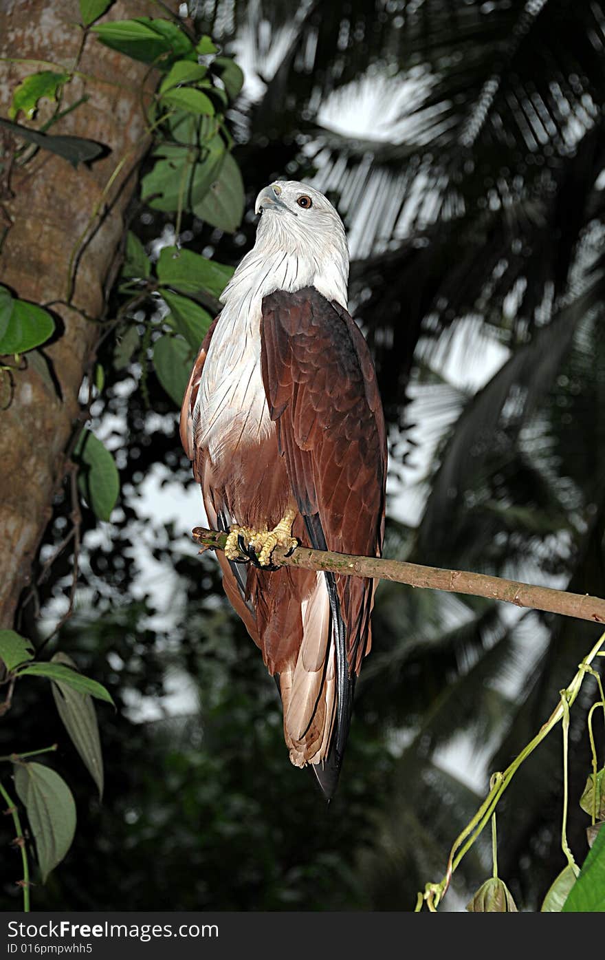 A colourful eagle sitting on branch of a tree. A colourful eagle sitting on branch of a tree