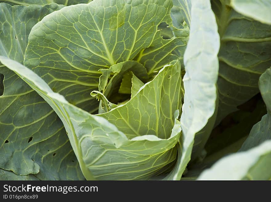 Green cabbage in field as agricultural culture