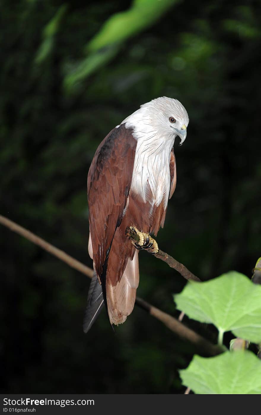 A colourful eagle sitting on branch of a tree. A colourful eagle sitting on branch of a tree