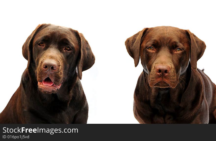 Head shot of a two adorable chocolate labrador dogs. Head shot of a two adorable chocolate labrador dogs