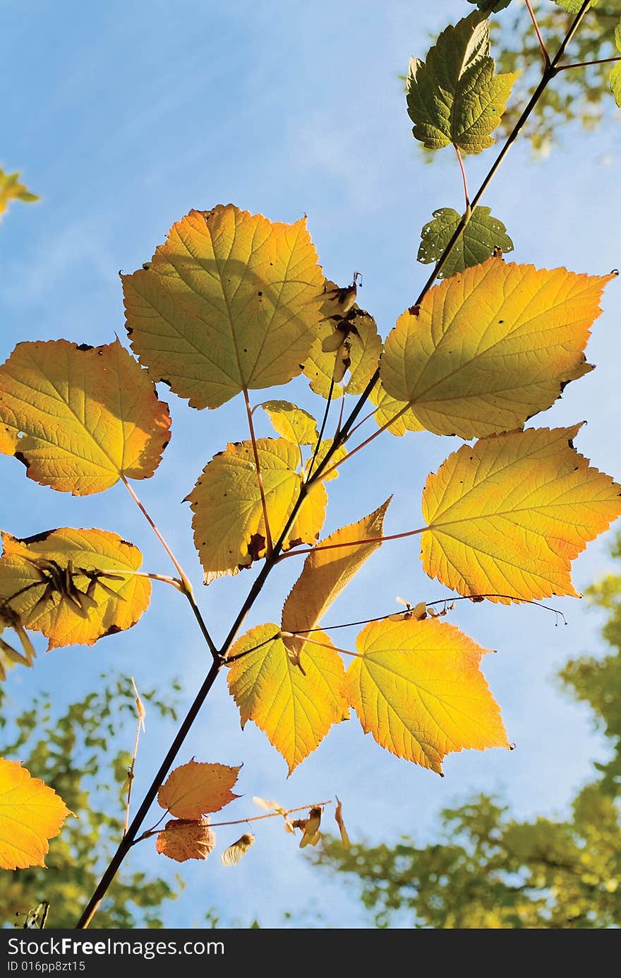 Multi-coloured autumn leaves on trees