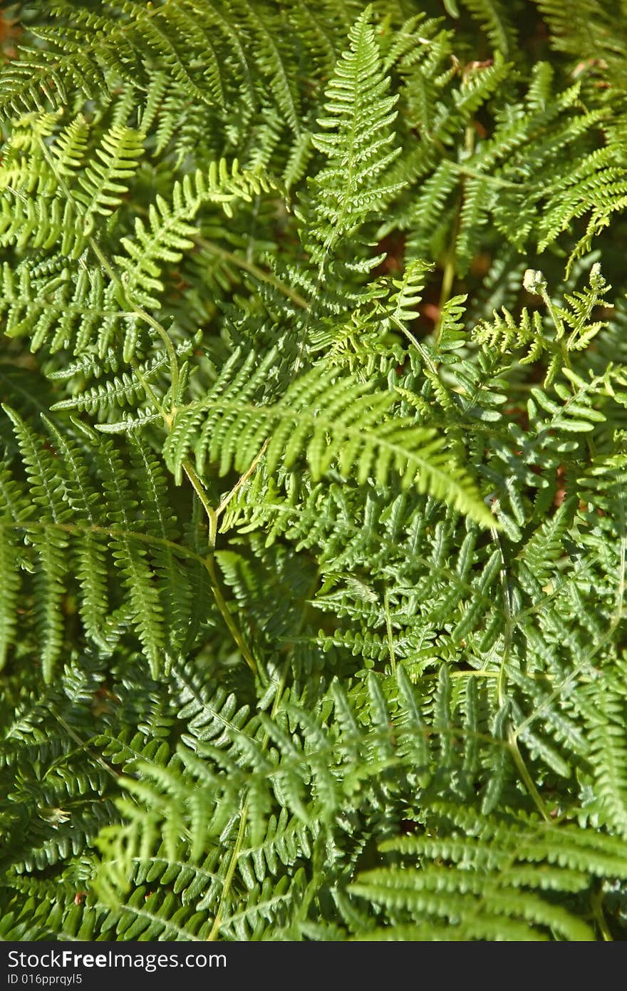 A nice background of fern leaves