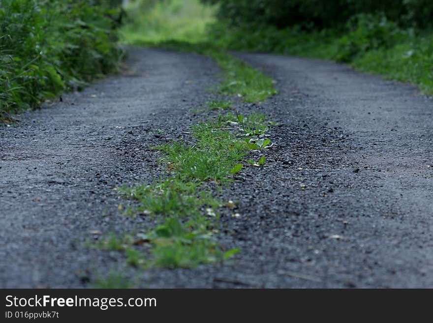 Country road with grass, earth and small stones through the forest; scenic route